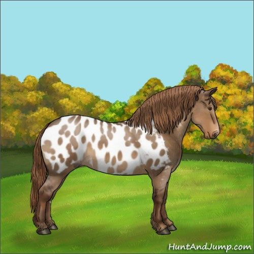 Horse Color:Gray Liver Red Dun Roan Near Leopard