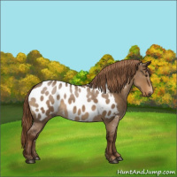 Horse Color:Gray Liver Red Dun Roan Near Leopard