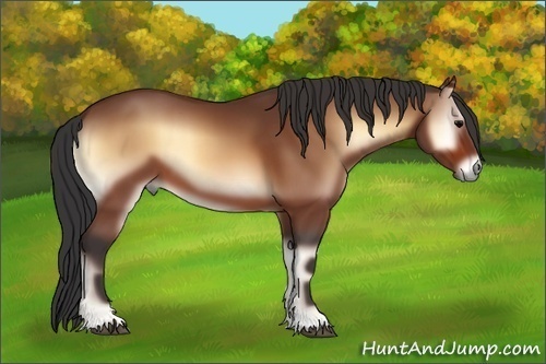 Horse Color:Bay Onyx 