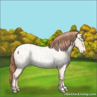 Horse Color:Amber Cream Champagne Roan Pearl Near Leopard 
