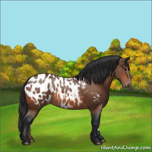 Horse Color:Bay Appaloosa Rabicano