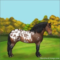 Horse Color:Bay Appaloosa Rabicano 
