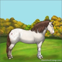 Horse Color:Amber Champagne Roan Dun Appaloosa 