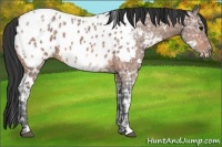 Horse Color:White Spotted Bay Ice Appaloosa 