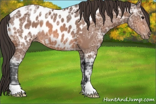 Horse Color:Bay Ice Appaloosa