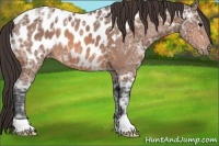 Horse Color:Bay Ice Appaloosa