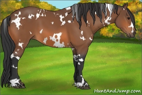 Horse Color:White Spotted Bay