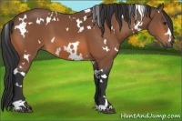 Horse Color:White Spotted Bay 