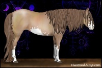 Horse Color:Black Pearl Sabino 