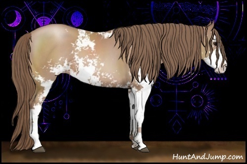 Horse Color:Black Pearl Sabino 