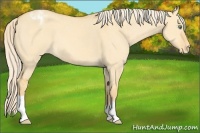 Horse Color:Gold Cream Champagne Dun Appaloosa 