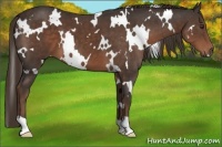 Horse Color:White Spotted Liver Chestnut