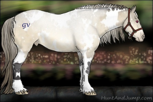 Horse Color:White Spotted Buckskin Chinchilla Appaloosa 