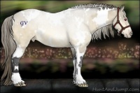 Horse Color:White Spotted Buckskin Chinchilla Appaloosa 