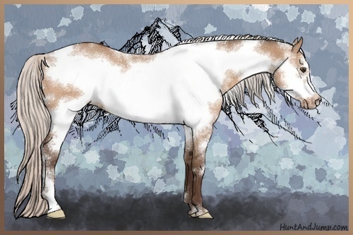 Horse Color:White Spotted Silver Bay Dun Frame Rabicano 