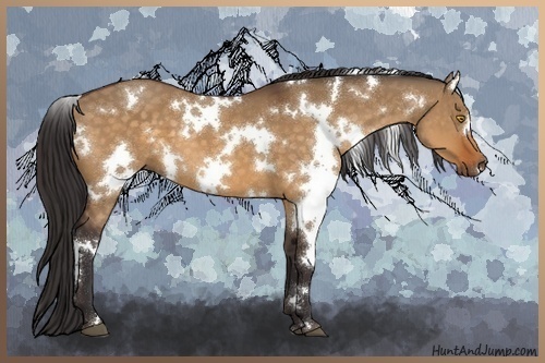 Horse Color:White Spotted Buckskin Dun 