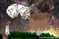 Horse Color:Liver Chestnut Appaloosa 