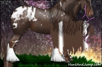 Horse Color:White Spotted Liver Chestnut Appaloosa 