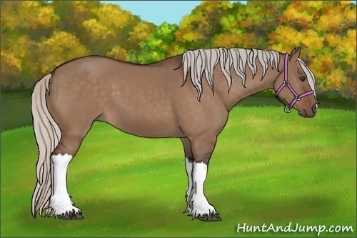 Horse Color:Silver Brown Dun 