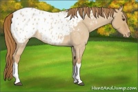 Horse Color:Red Dun Roan Appaloosa 