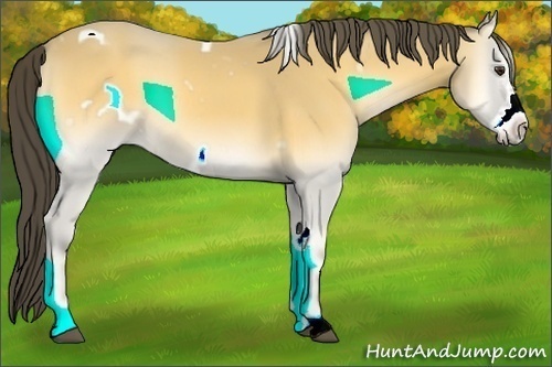Horse Color:White Spotted Buckskin Onyx Frame