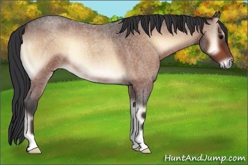 Horse Color:Bay Roan Onyx