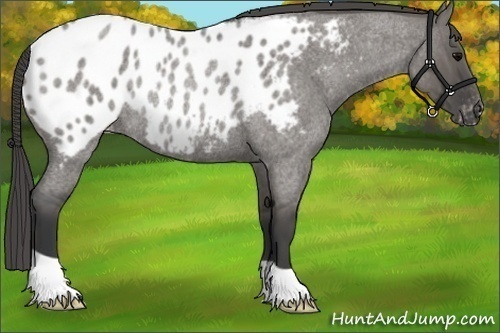 Horse Color:Grullo Roan Appaloosa Rabicano Brindle 