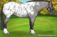 Horse Color:Grullo Roan Appaloosa Rabicano Brindle 