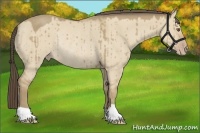 Horse Color:Classic Cream Champagne Dun Rabicano