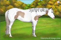 Horse Color:Black Pearl Splash Tobiano Rabicano