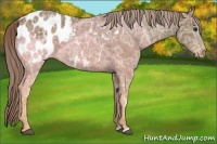 Horse Color:Chocolate Palomino Ice Appaloosa