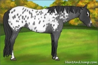 Horse Color:Blue Roan Sabino Appaloosa 