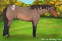 Horse Color:Bay Roan Appaloosa 