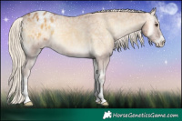 Horse Color:Palomino Ice Onyx Appaloosa