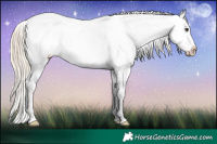 Horse Color:Palomino Ice Onyx Appaloosa 