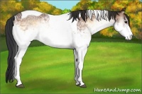 Horse Color:White Spotted Bay Onyx Tobiano 
