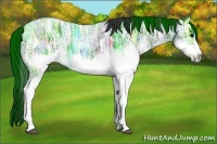 Horse Color:White Spotted Blue Ice Roan Frame Rabicano 