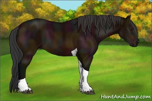 Horse Color:Midnight Bay Tobiano 