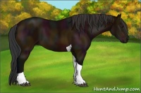 Horse Color:Midnight Bay Tobiano 