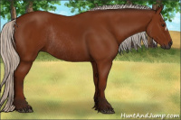 Horse Color:Gray Silver Bay Rabicano 