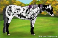 Horse Color:White Spotted Black Ice Rabicano 