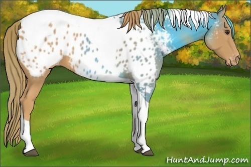 Horse Color:Chestnut Tobiano Near Leopard 