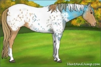 Horse Color:Chestnut Tobiano Near Leopard