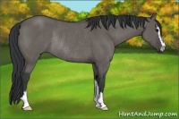 Horse Color:Grullo Sabino Rabicano