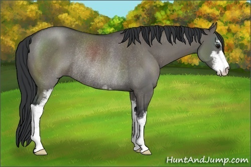 Horse Color:Grullo Sabino Rabicano
