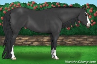Horse Color:Black Sabino
