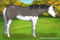 Horse Color:Grullo Sabino Splash