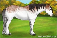 Horse Color:White Spotted Bay Splash 