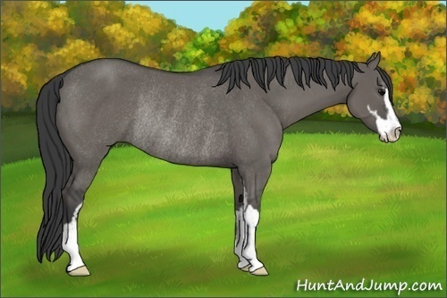 Horse Color:Grullo Sabino Rabicano