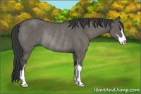 Horse Color:Grullo Sabino Rabicano 